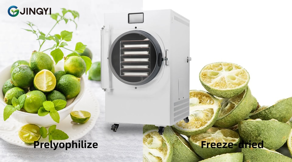 Vacuum Freeze Drying: Principles, Benefits & Uses