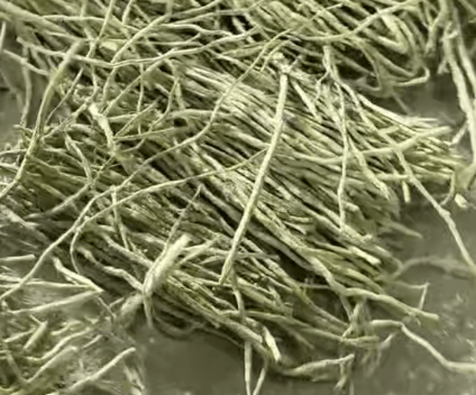 Freeze Dried Dendrobium Officinale (Tiepi Shihu)