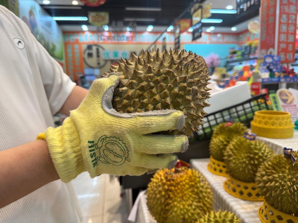 Durian picking gloves