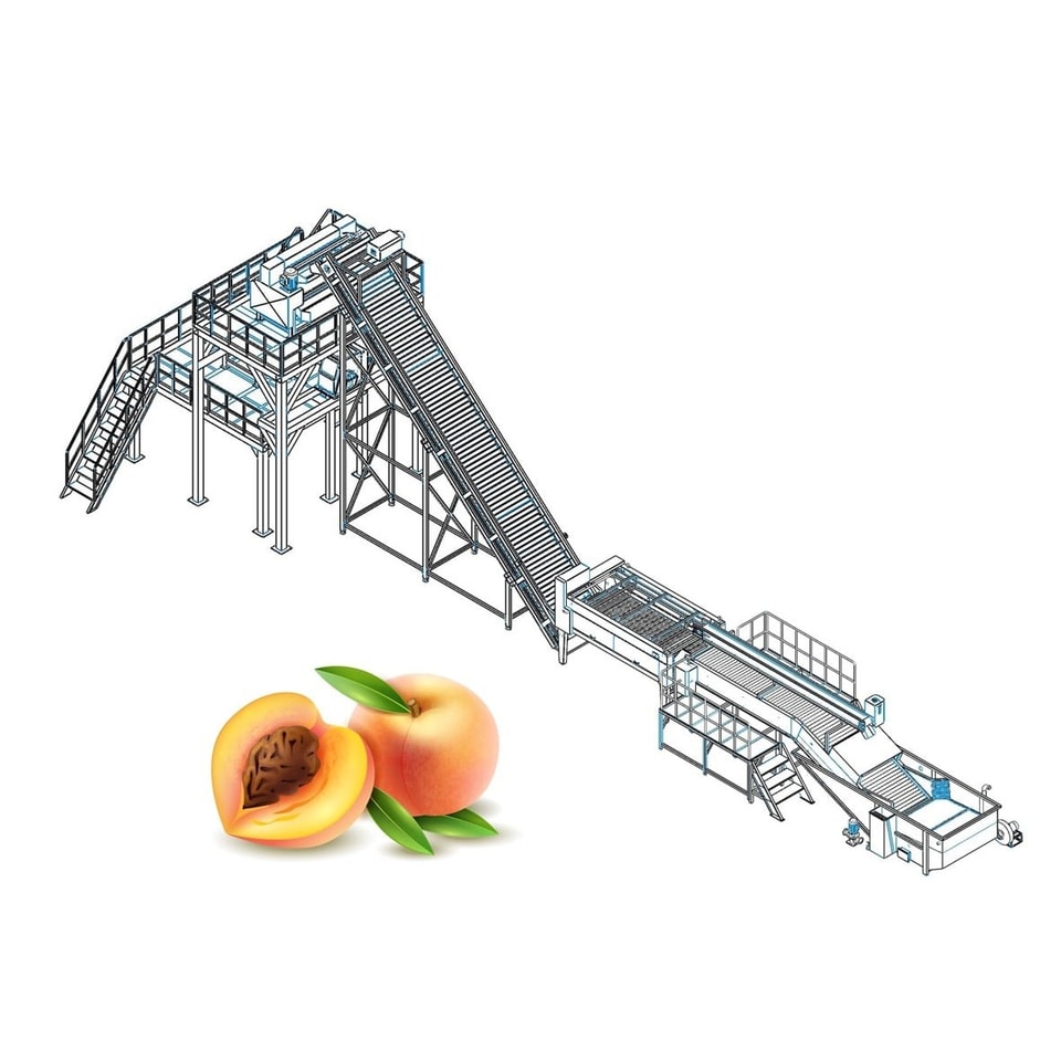 Chaîne de fabrication de pêche, d'abricot et de prune