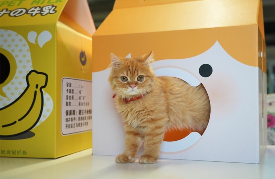 Cardboard Cat House Packaging Boxes Customized