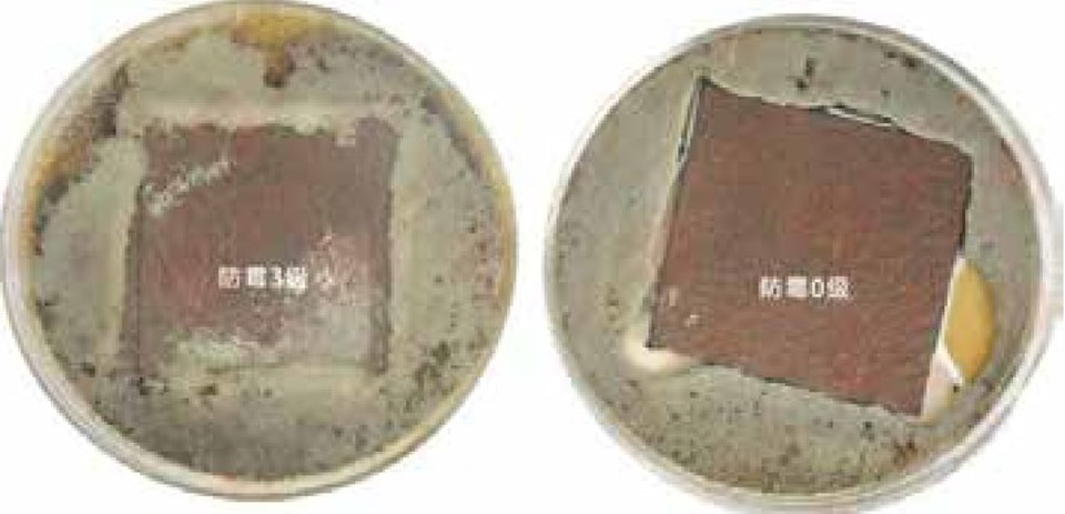 Anti-mold test samples