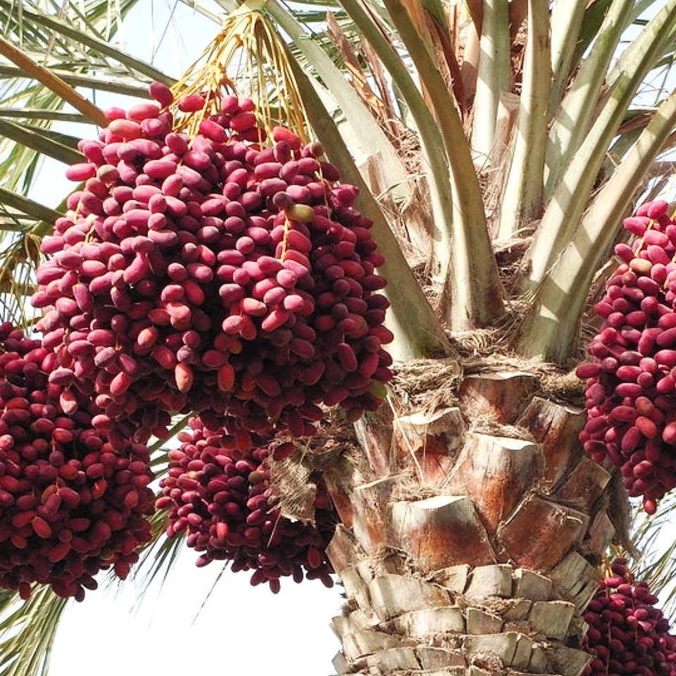Mengungkap Kemanisan: Telaah Mendalam tentang Pengolahan Jus Kurma