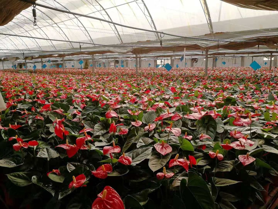Weixian Flower Cultivation project
