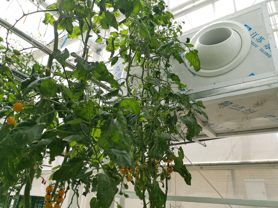 Beijing International Horticultural Exhibition project view 2