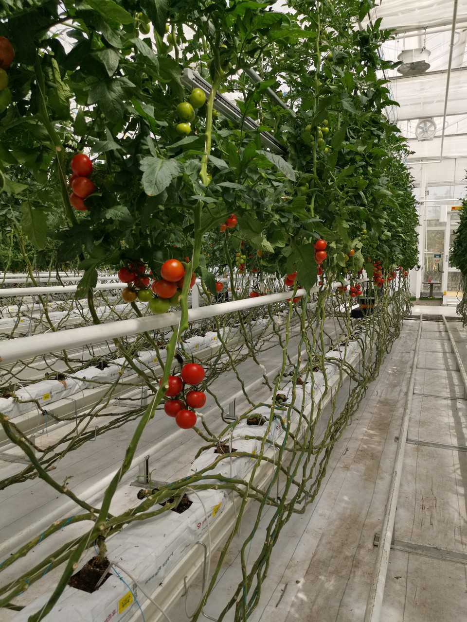 Beijing International Horticultural Exhibition project view 3